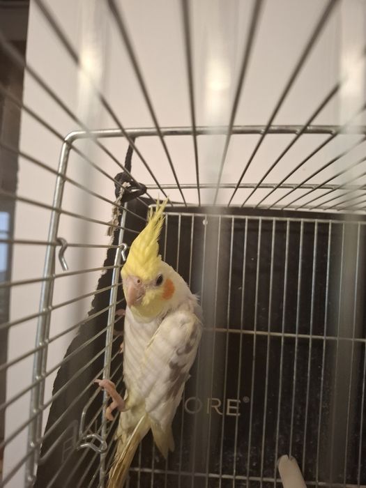 Papagali nimfa, sănătoși