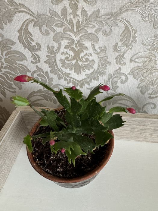 Шлюмбергера декабрист