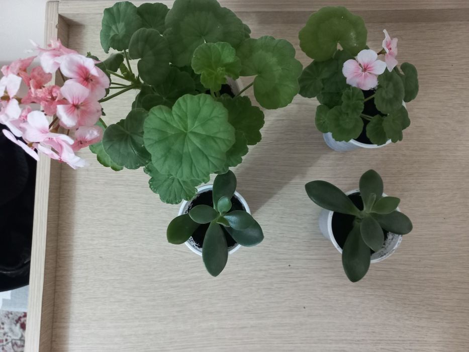 Комнатный цветок