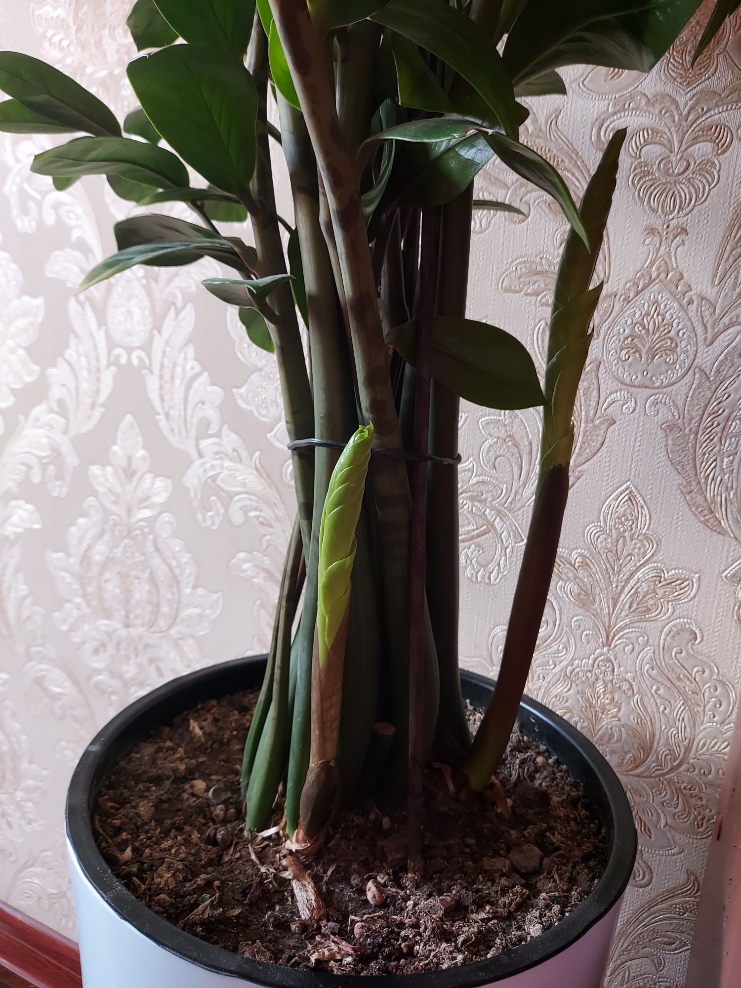 Продаётся Замиокулькас