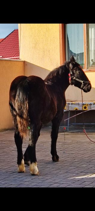 Mânză disponibilă de cinci luni