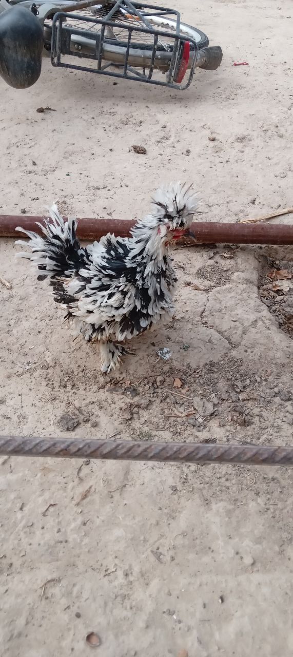 Yapon tovuqla sotiladi
