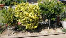 Plante ornamentale de grădină, verzi tot anul: lavandă, euonymus, yuca