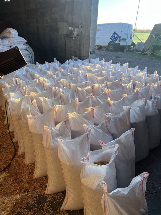 Vand Porumb Boabe Sticlos