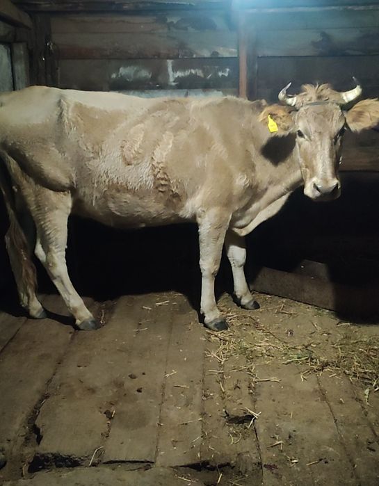Продам дойную корову