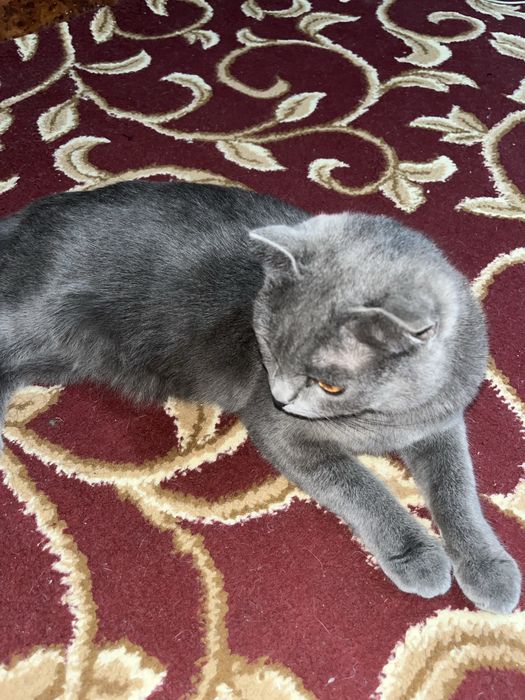 Scotish fold zotli mushuk