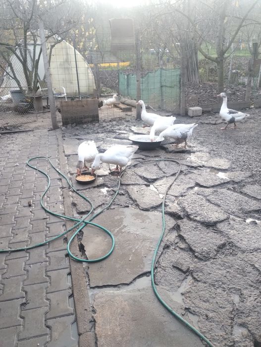 Vând familie de gâște