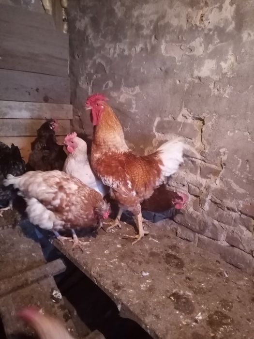 Продам курей и петуха