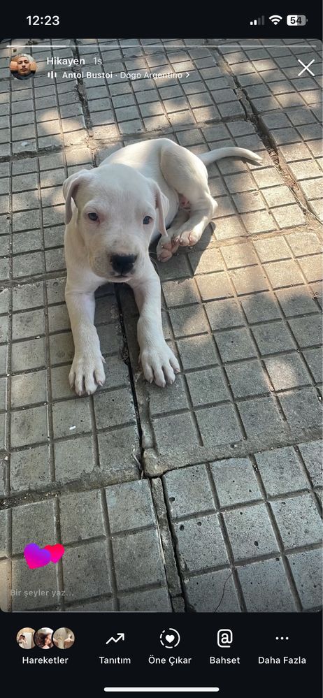 Dogo arjentino na 3 meseca
