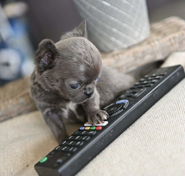 Женско миниатюрно чихуахуа синьо