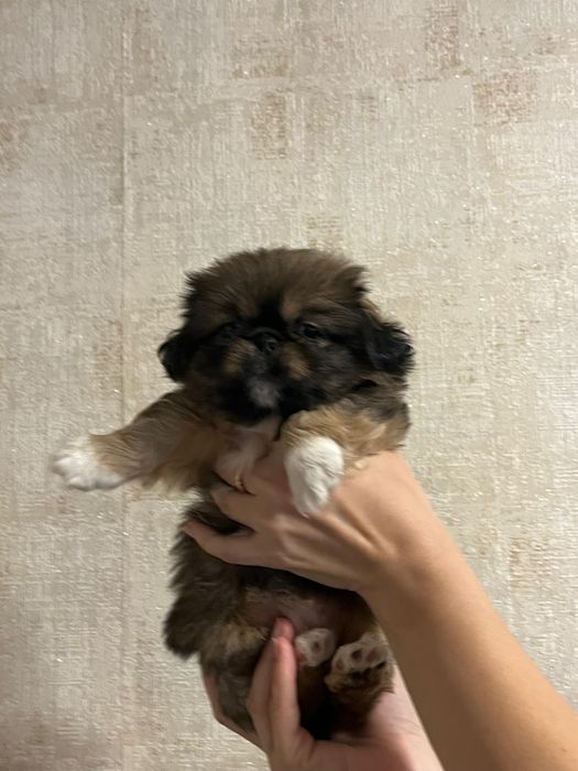 Щенки пекинесики