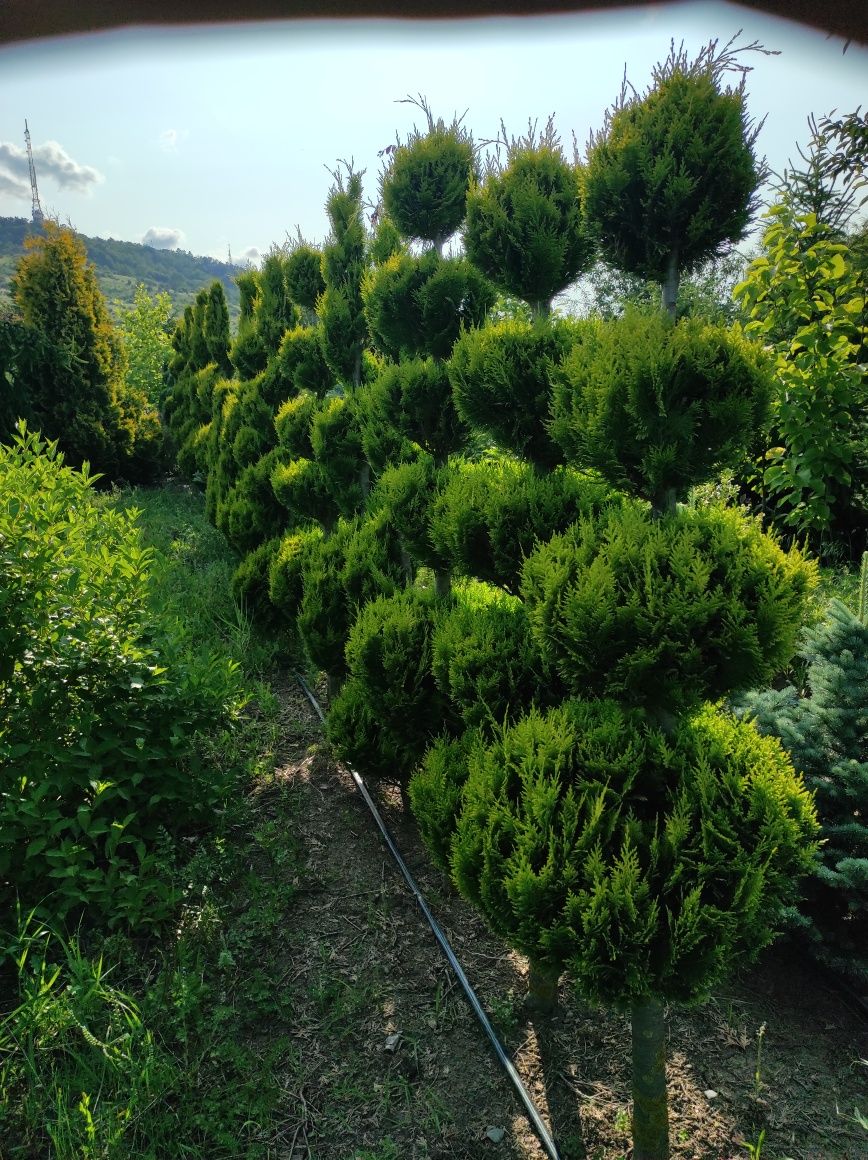 Plante Topiary pe Chamaecyparis si Thuja