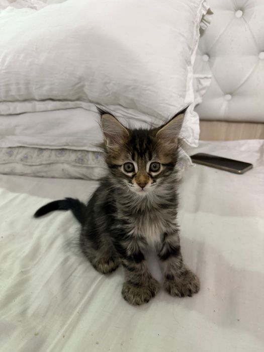 Мейн кун полидакты