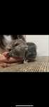 Se  vinde  pereche  chinchilla