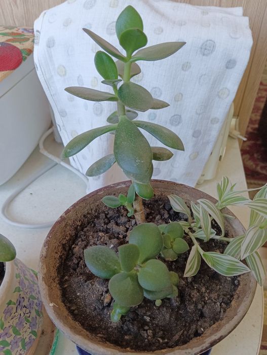 Продам лечебное растение толстяка