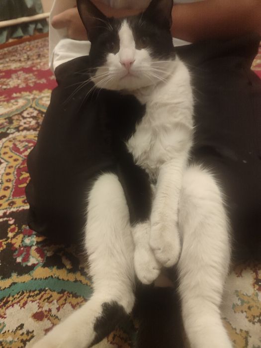 Мушук текинга бервораман