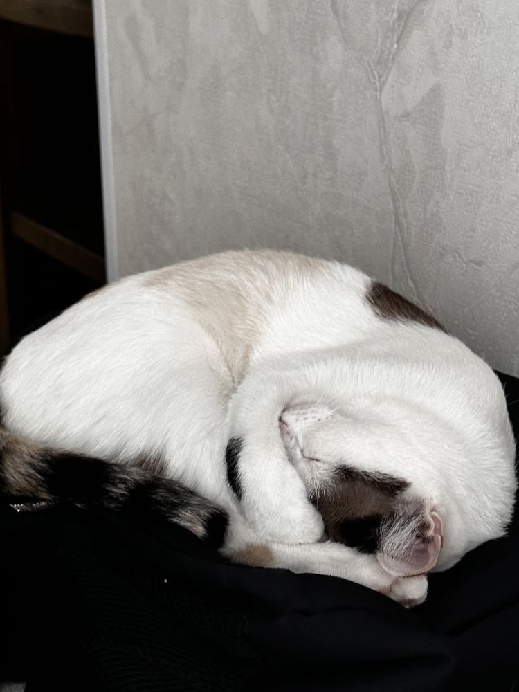 Две кошки