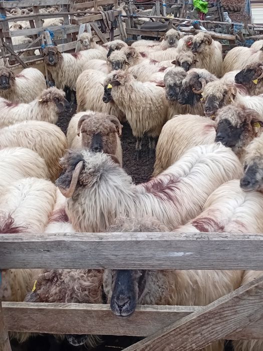 Vand 40 de oi bune de tinut