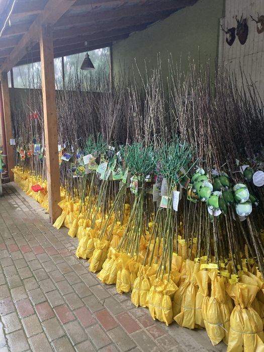 Vand pomi fructiferi ambalati