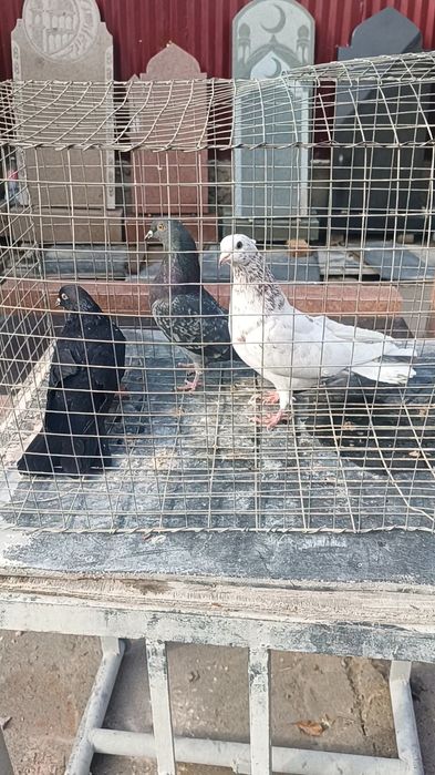 Голуби широхвостые