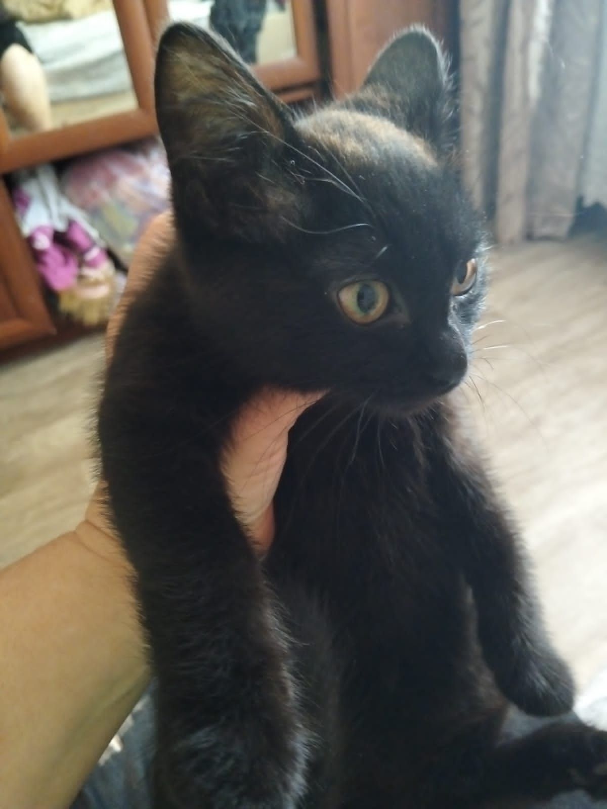 Майкудук, в добрые руки кошечку