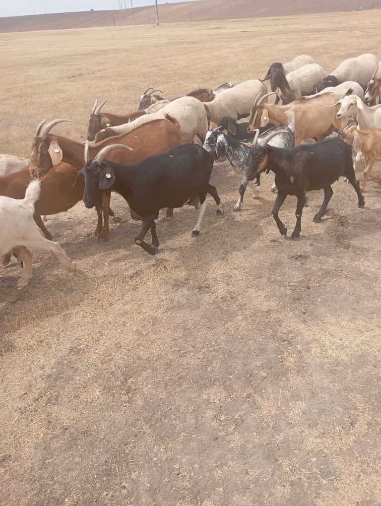 30 capre bune de muls și o iada un an și un țap