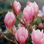 Magnolia Soulangena -Alba Superba