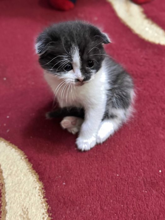 Продается котята