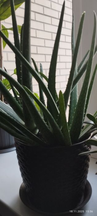 Алое вера , комнатное растение