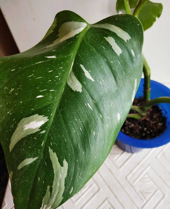 Филодендрон Белый Рыцарь -для дома и офиса