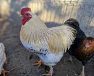 Cocosi , gaini , rate, curcani