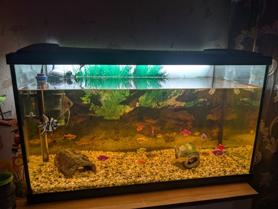 Acvariu 120 L complet echipat + pești
