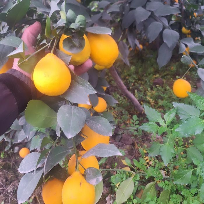 лимон кучатлар Ташкент сорт.