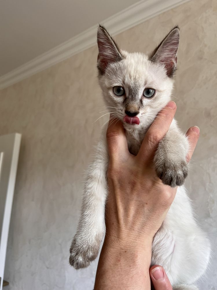Котик, 2 месяца