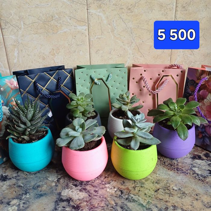 Домашние цветы. суккуленты. цветы в горшках.