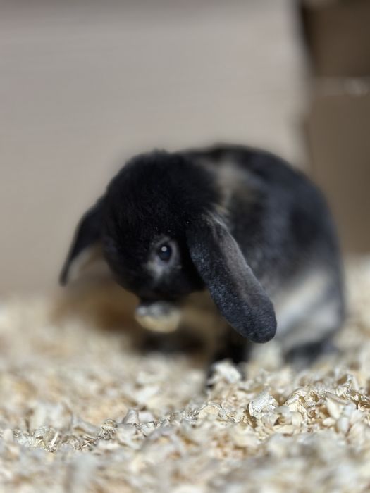 Karlik baran sotiladi 45 kunlik soni 2 ta