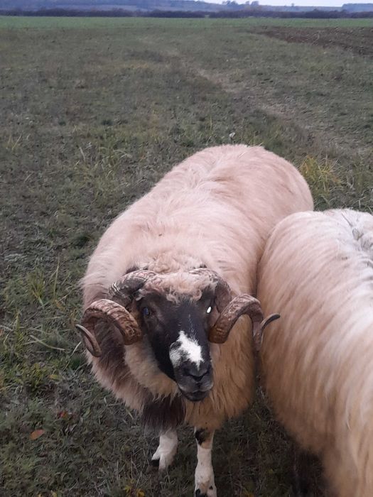 Vând strămior breaz