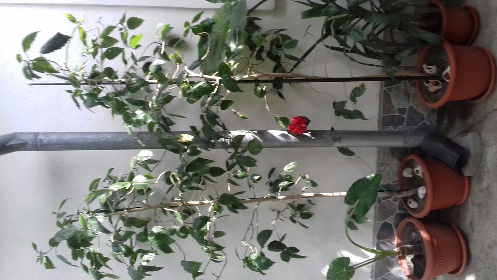 Plante exotice decorative