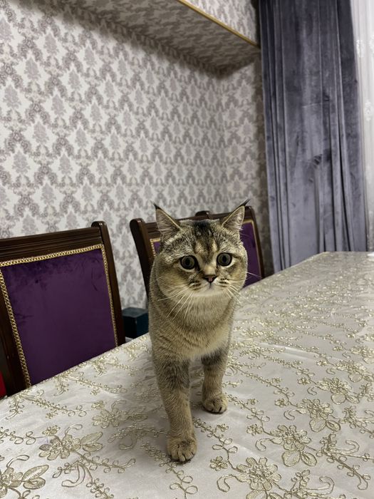 Вязка кота с кошечкой