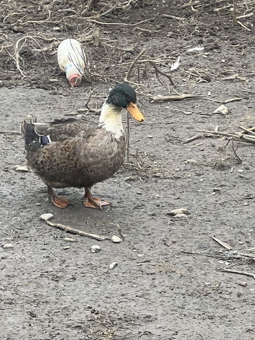 Ratoi si cocosi de vanzare