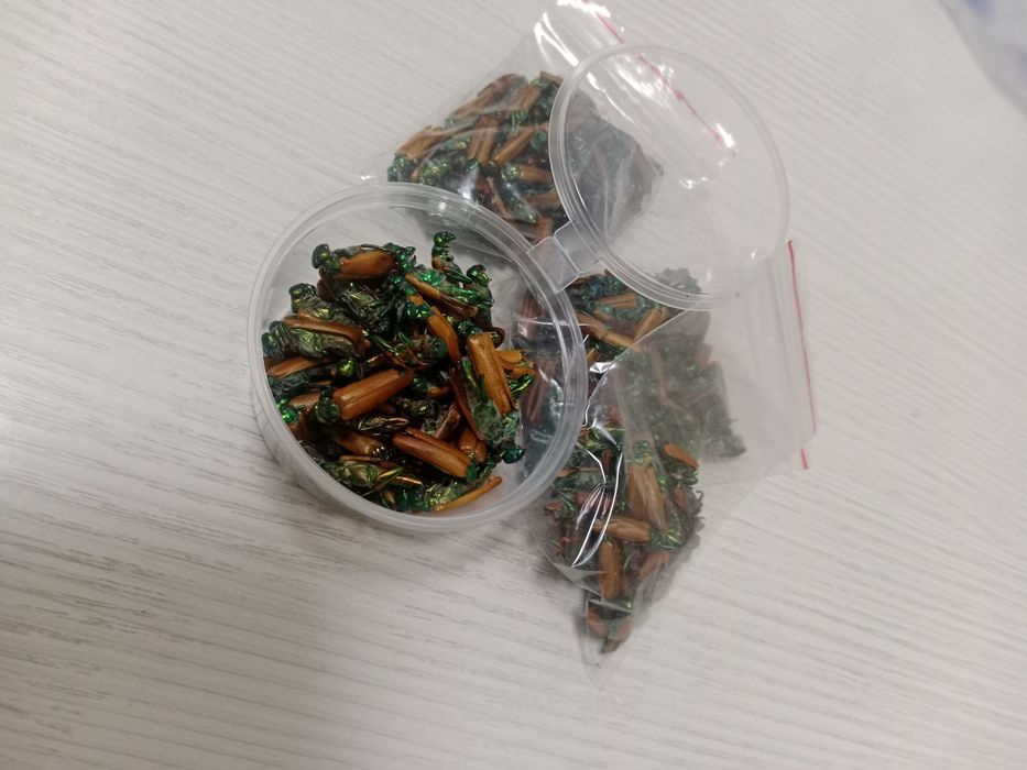 Алтын коныз Майски жук
