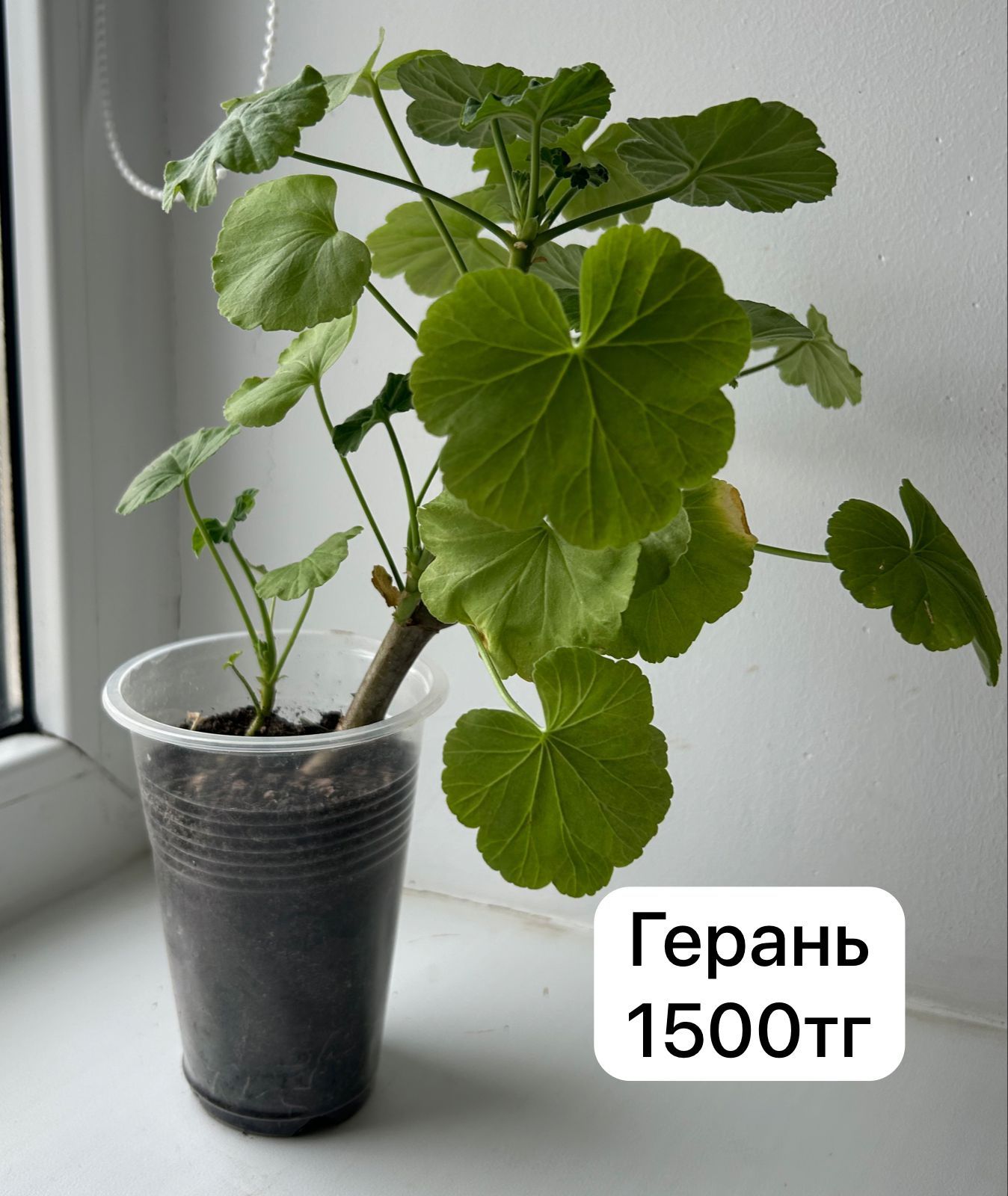 Продам герань пеларгония