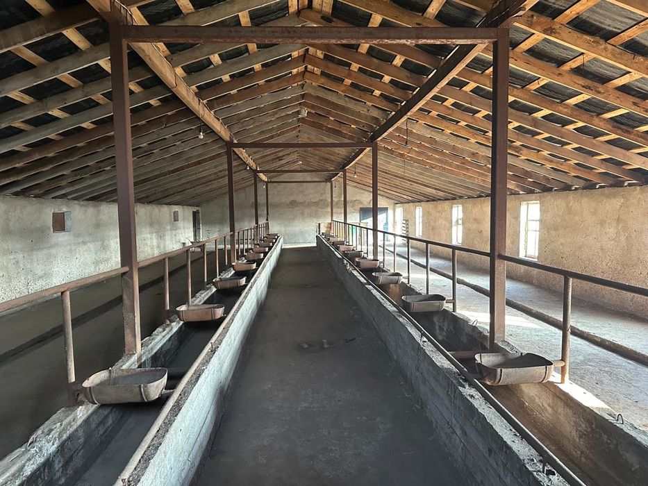 Сдам в аренду откормочную базу в Курайлях