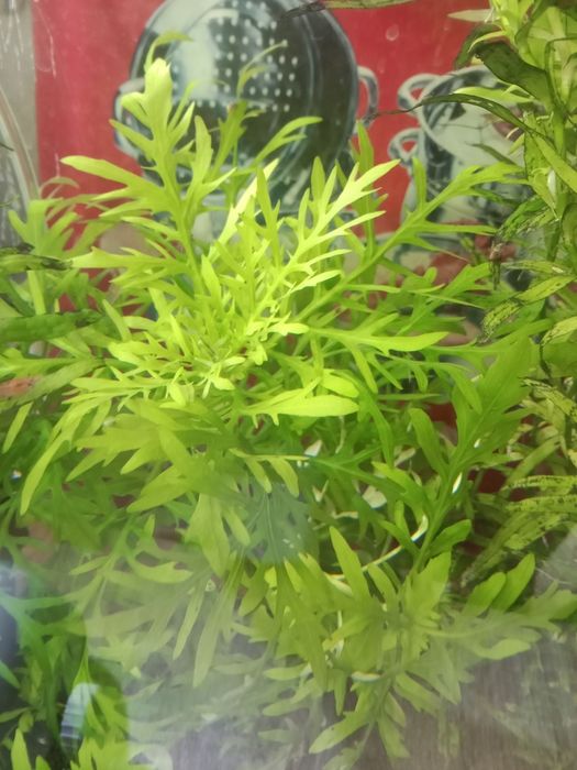 Аквариумные растения .