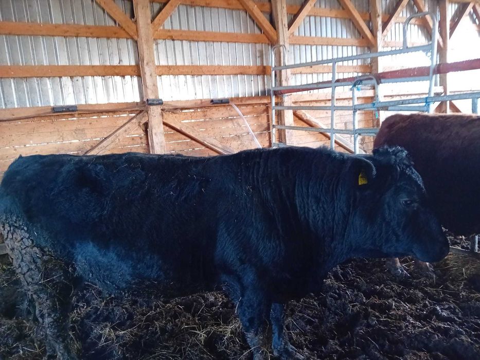 Vând tăuraș rasa Aberdeen Angus