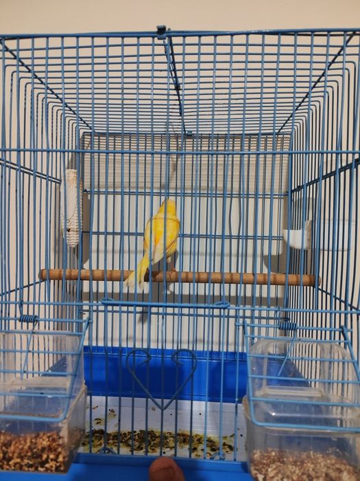 Хар хил канарейкалар бор жуфтлар хам бор