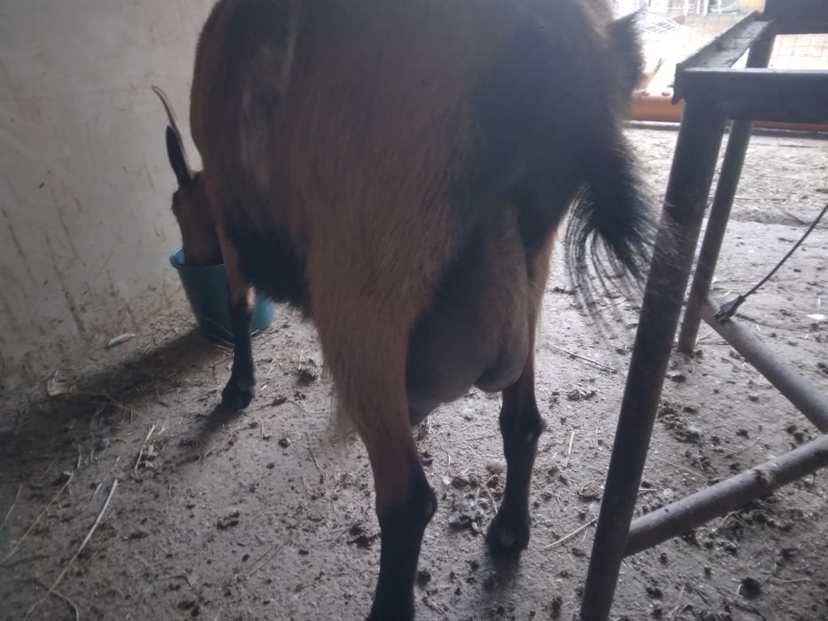 Capre de rasa pentru lapte,tap de rasa și iedute de rasa sau metis