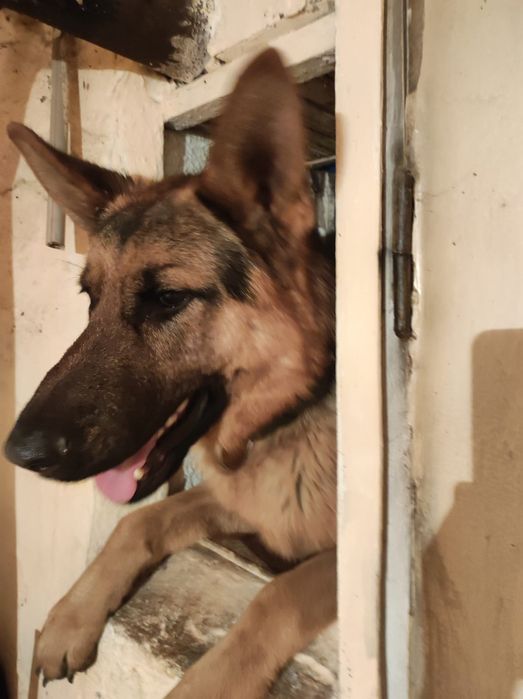 Ищем девочку для вязки