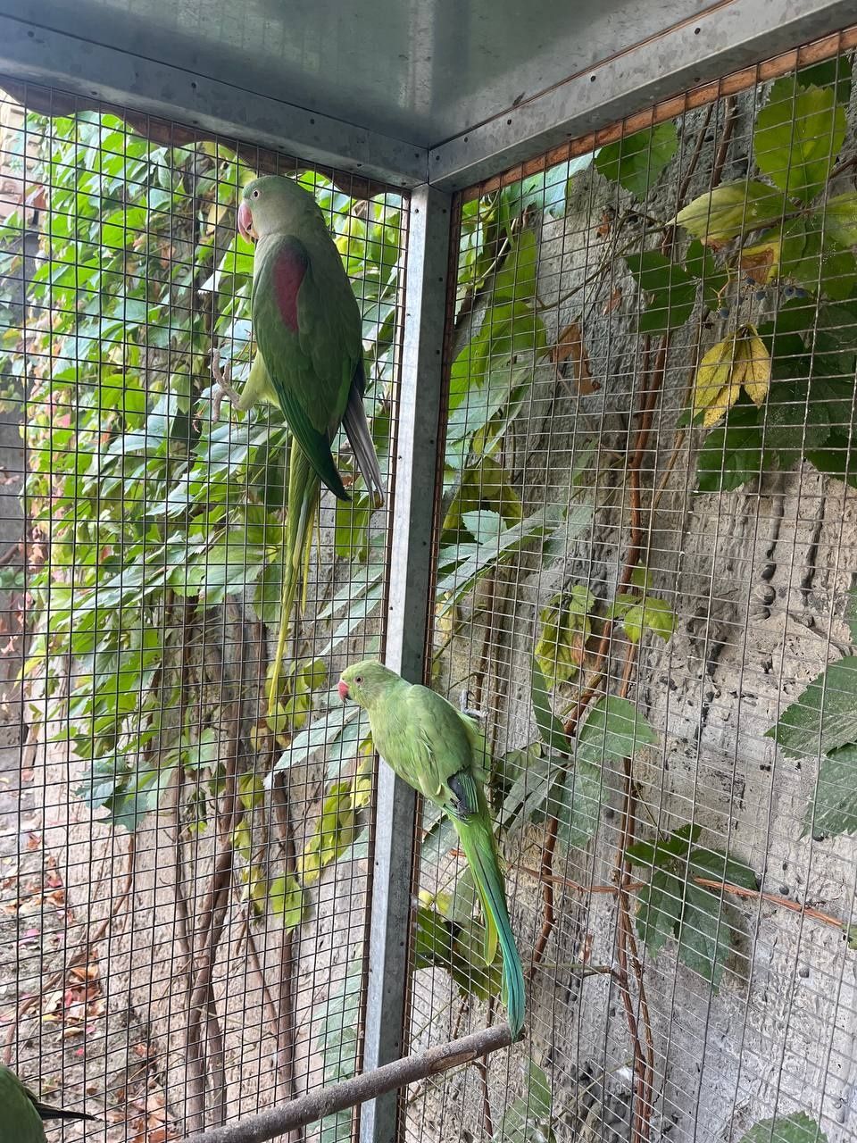Ajirela papugay bird juft