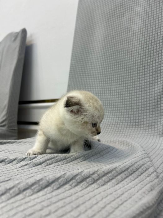 Продам котенка девочка, знает лоток домашний.